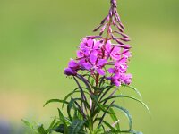 2014-07-20 East Fortune SCBR 001